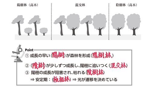 陽樹林 陰樹林|植物群集が極相へと変化する「植生遷移」について｜のうぎょう 